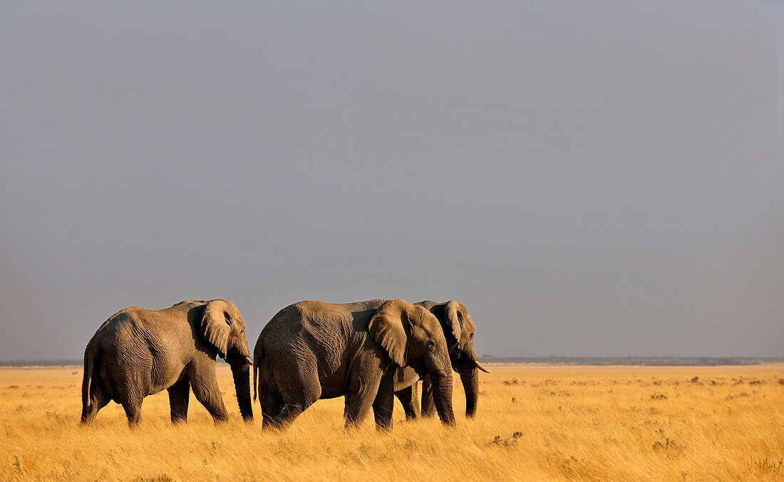 Elefanten im Etosha Nationalpark, Namibia, Afrika