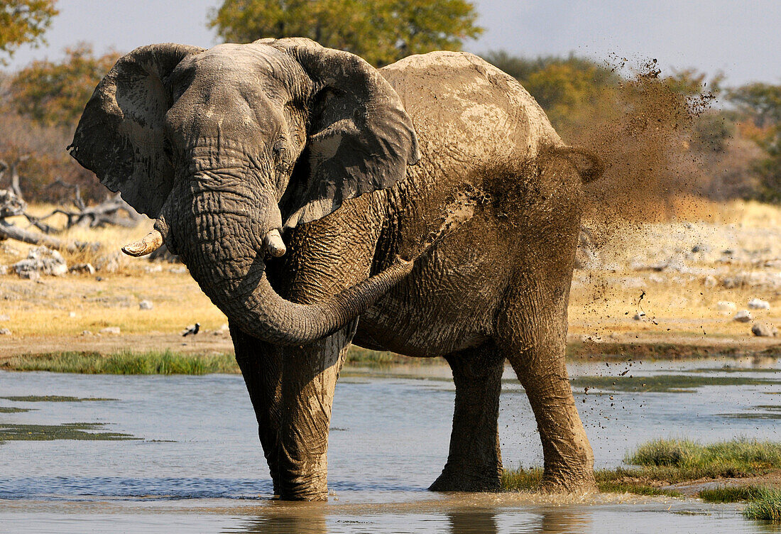 Elefant am Wasserloch, Etosha Nationalpark, Namibia, Afrika