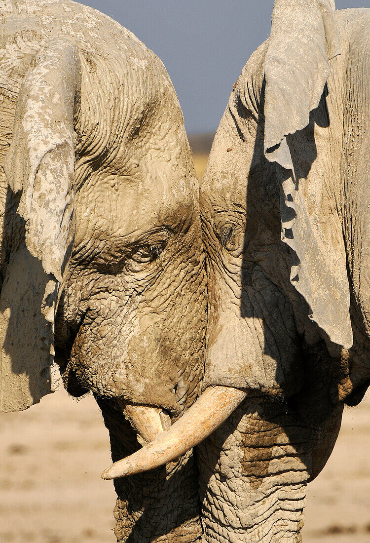 Elephants at Etosha National Park, Namibia, Africa