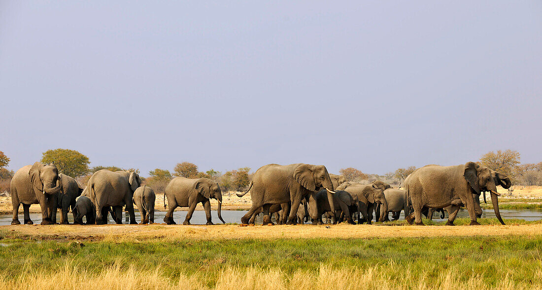 Eine Herde Elefanten im Etosha Nationalpark, Namibia, Afrika