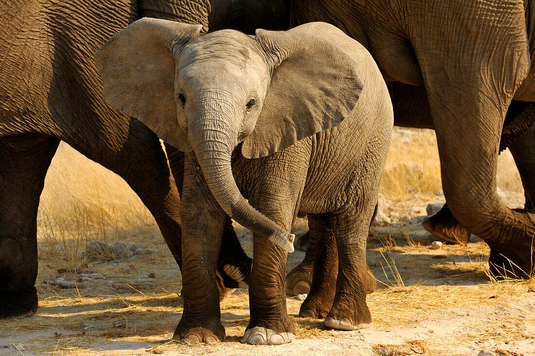 Elefantenjunges, Etosha Nationalpark, Namibia, Afrika