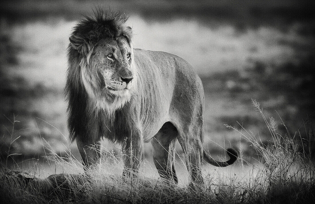 Mighty lion, Etosha National Park, Namibia, Africa