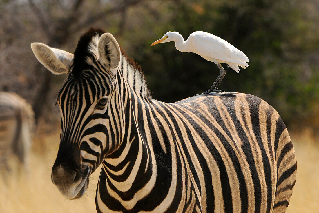 Zebra with egret, Etosha National Park, Namibia, Africa