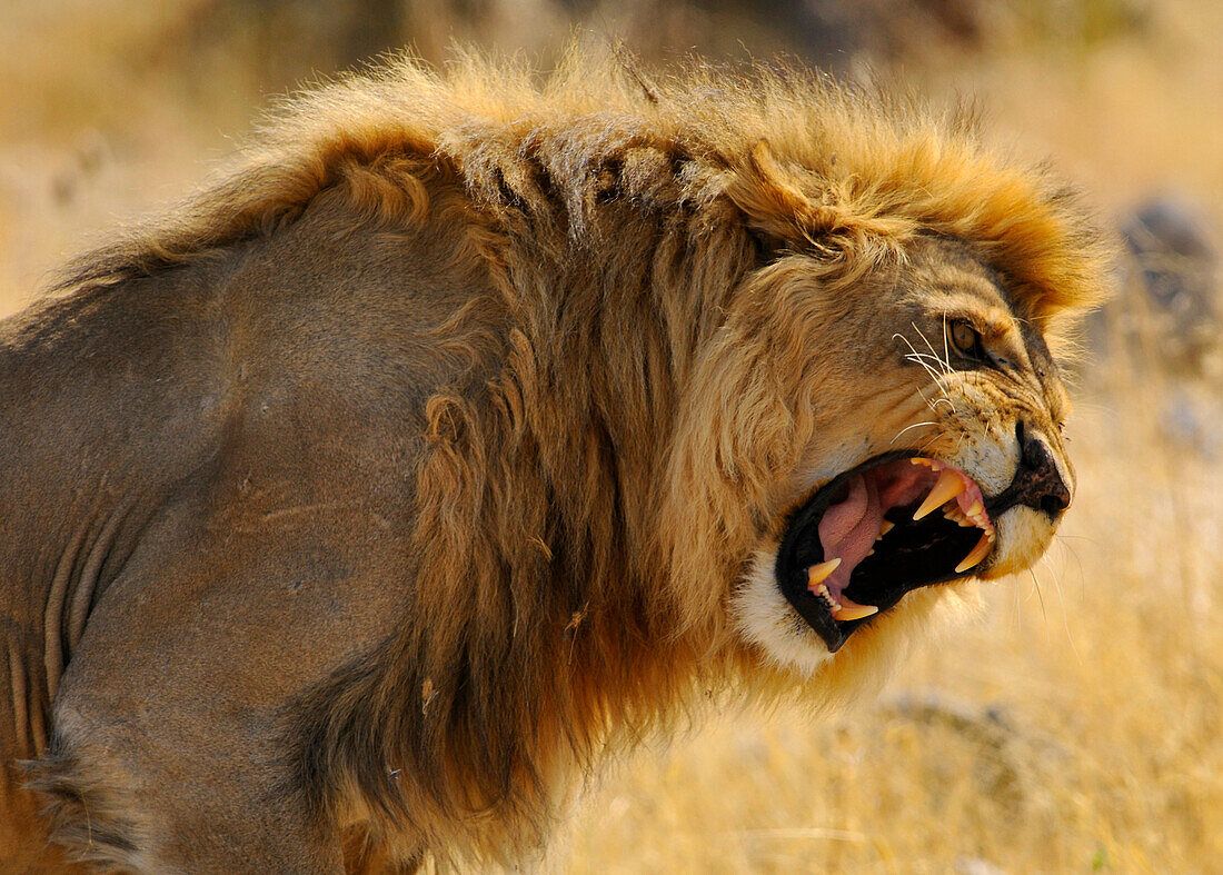 Portrait of a roaring lion, Etosha National Park, Namibia, Africa