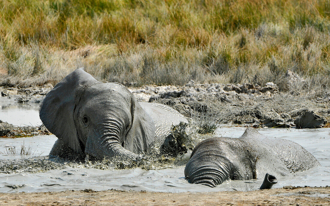 Elefanten baden im Wasserloch, Etosha Nationalpark, Namibia, Afrika