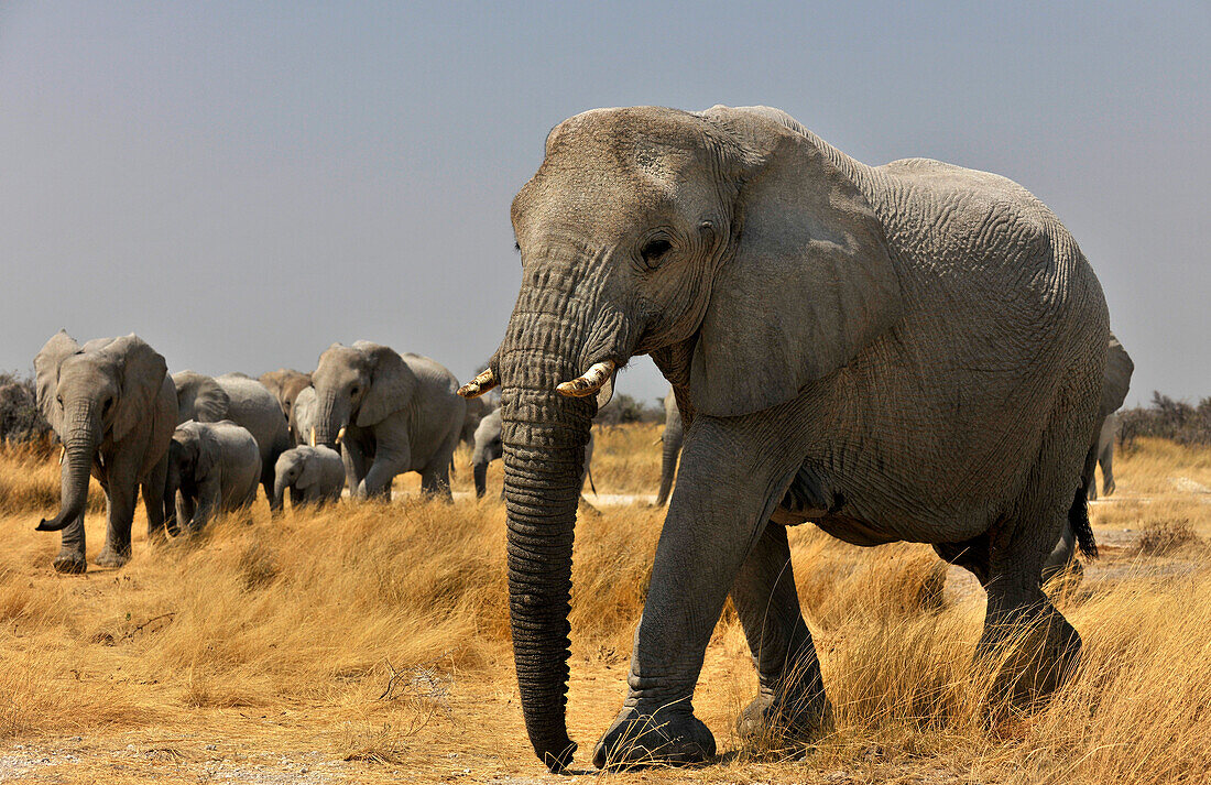 Elephants, Etosha National Park, Namibia, Africa