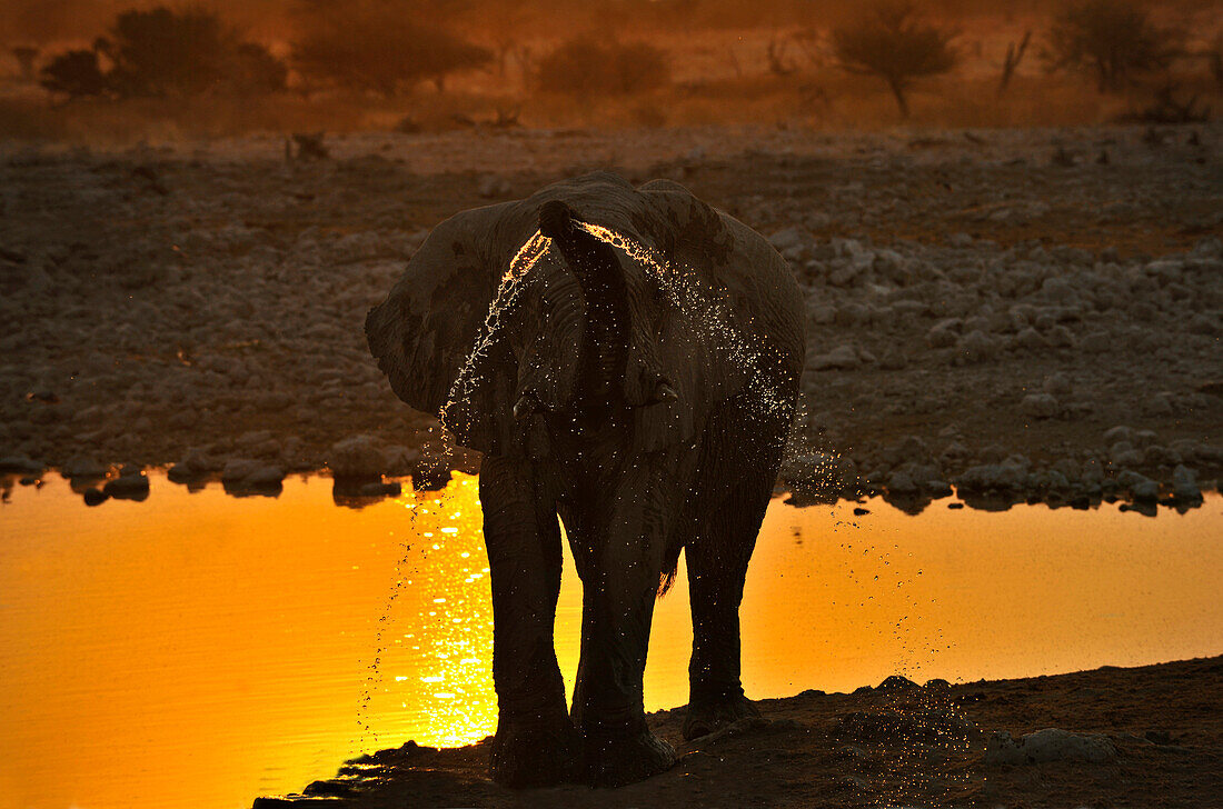 Elefant beim Wasserloch bei Sonnenuntergang, Etosha Nationalpark, Namibia, Afrika