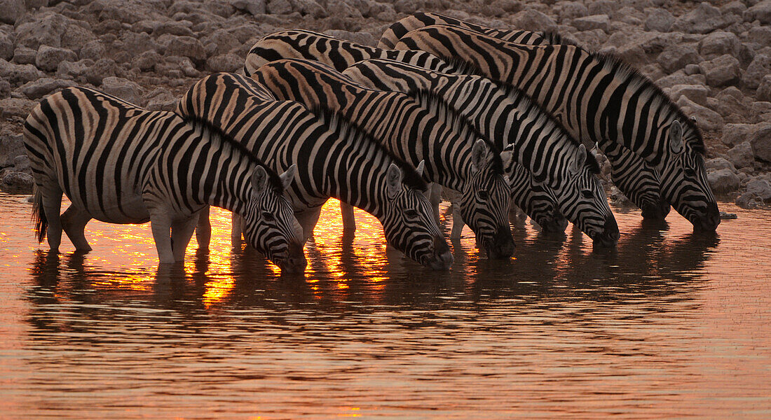 Zebras drinking at the waterhole, Etosha National Park, Namibia, Africa