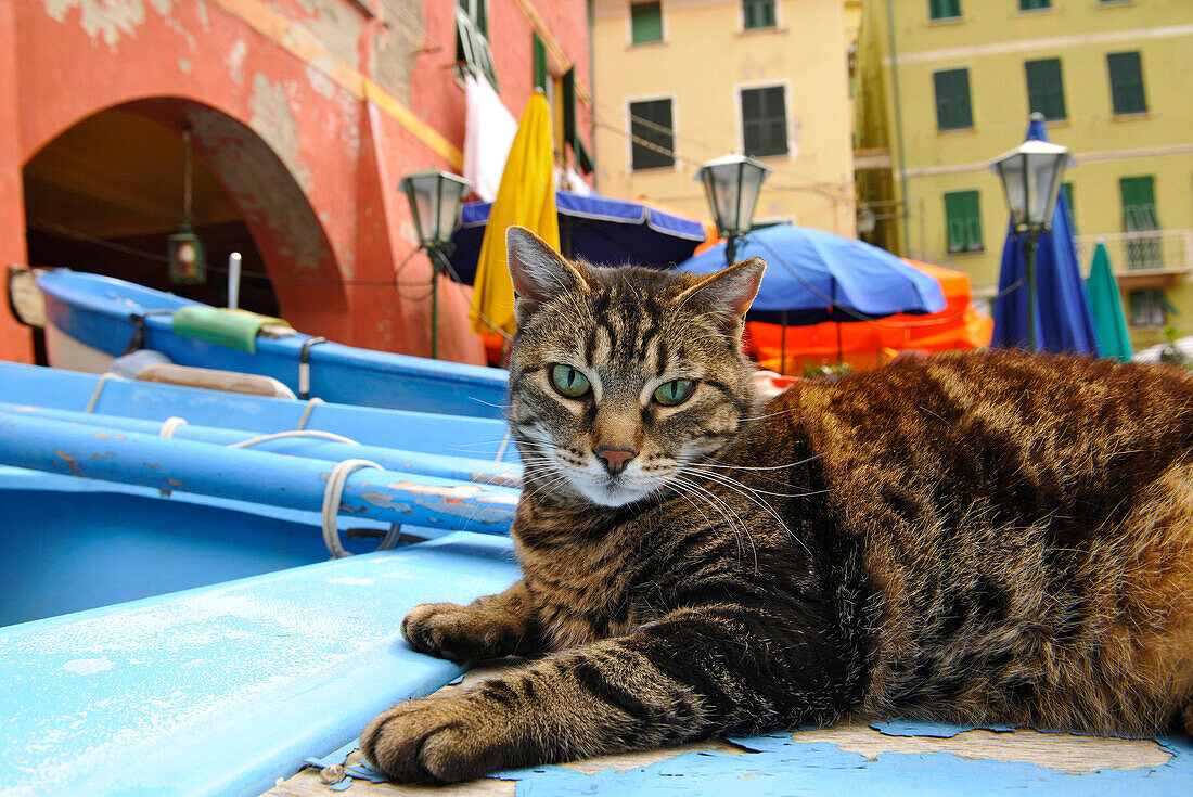 Katze auf einem Boot im Fischerdorf Vernazza, Cinque Terre, Ligurien, Italien, Europa