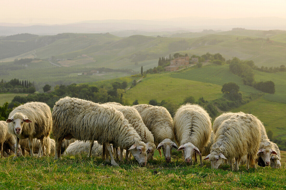 Schafe vor idyllischer Hügellandschaft, Toskana, Italien, Europa