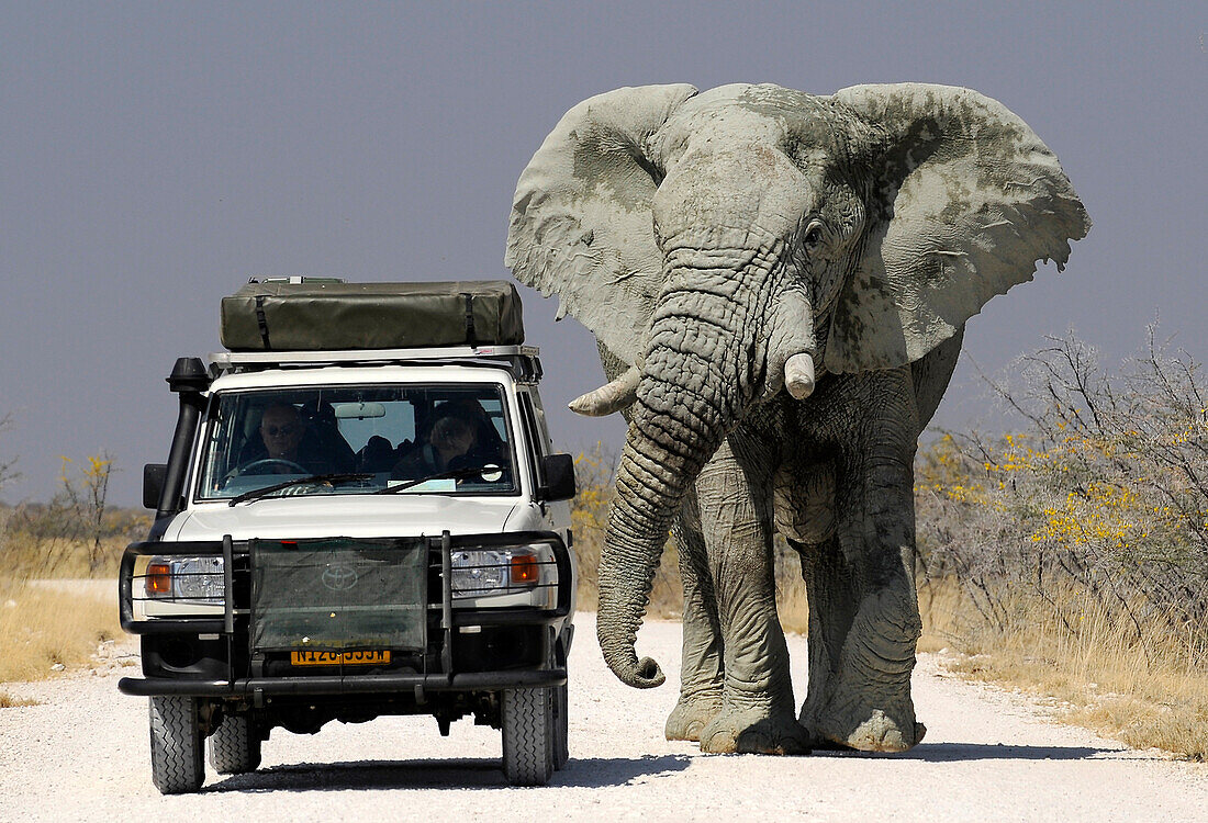 Geländewagen neben einem Elefant, Etosha Nationalpark, Namibia, Afrika