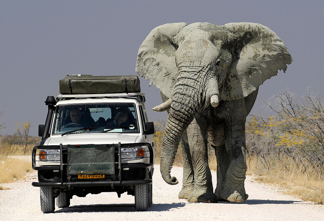 Off road vehicle next to an elephant, Etosha National Park, Namibia, Africa