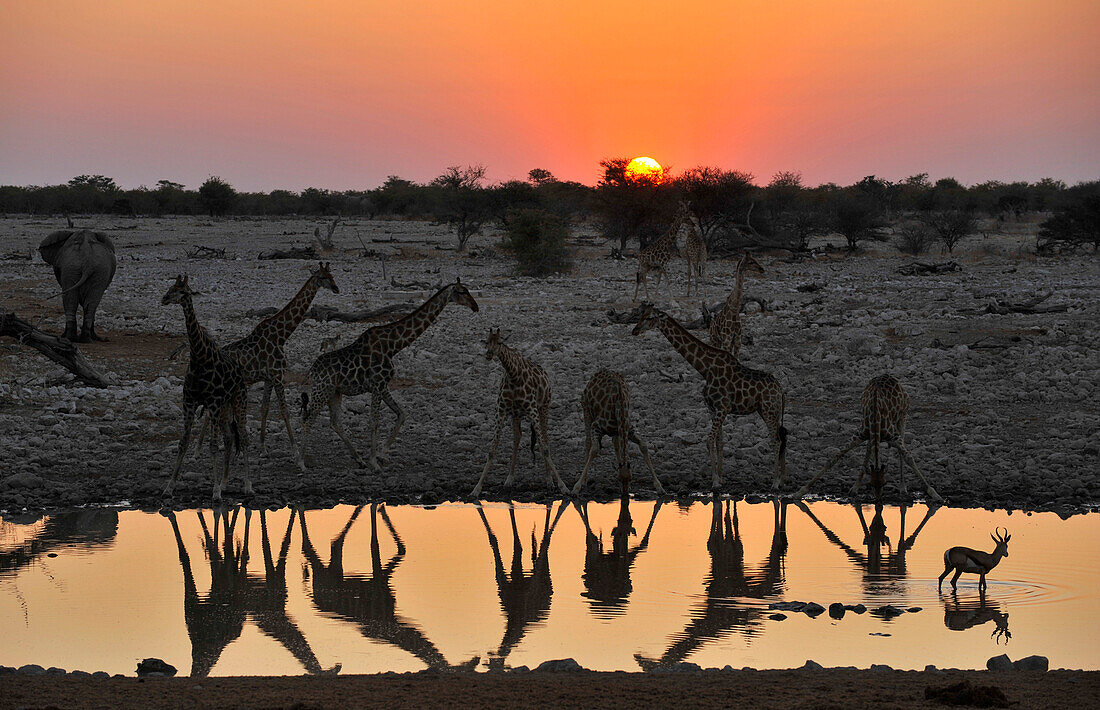 Giraffen am Wasserloch bei Sonnenuntergang, Okaukuejo, Etosha Nationalpark, Namibia, Afrika