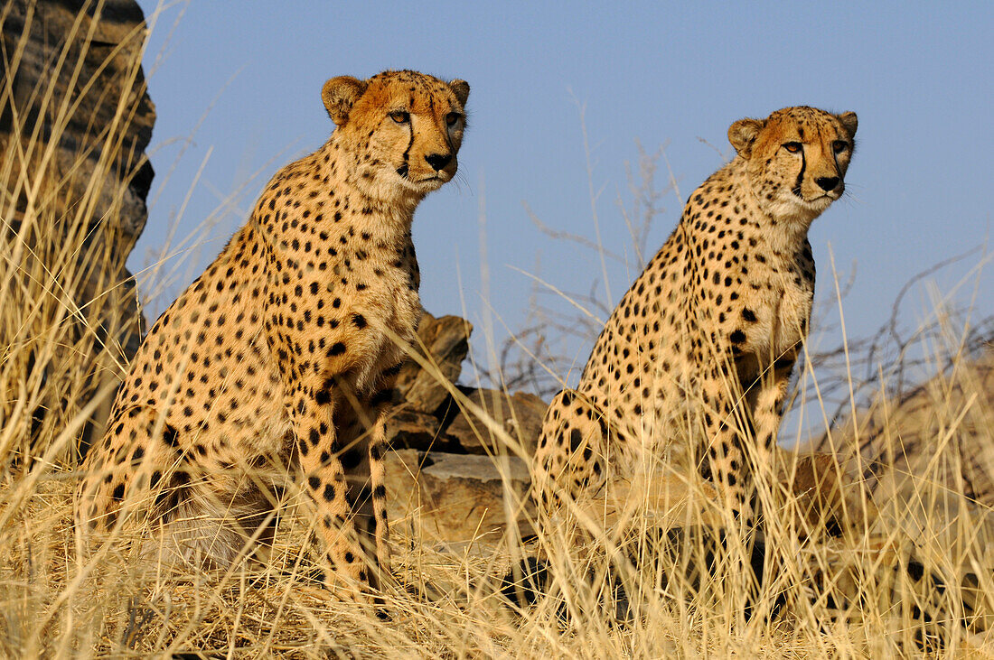 Two cheetahs, Etosha National Park, Namibia, Africa