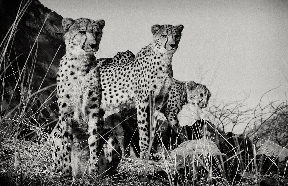 Cheetahs, Etosha National Park, Namibia, Africa
