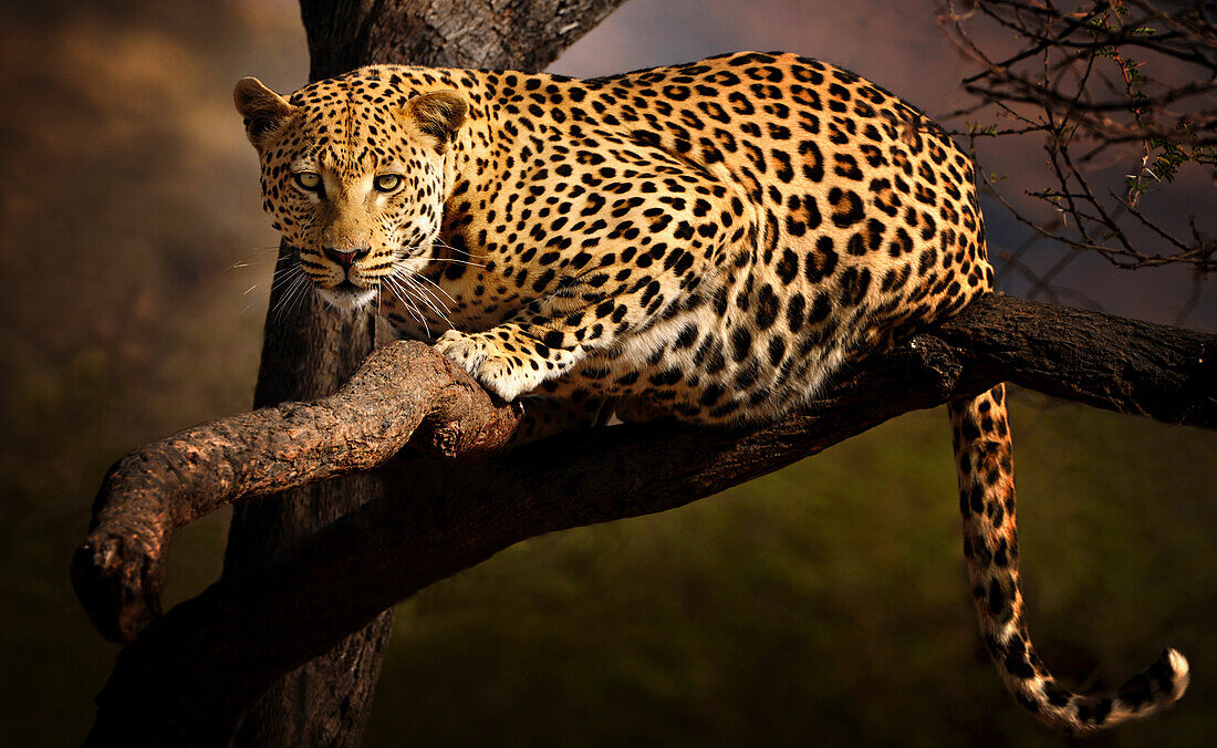 Leopard auf einem Baum, Etosha Nationalpark, Namibia, Afrika