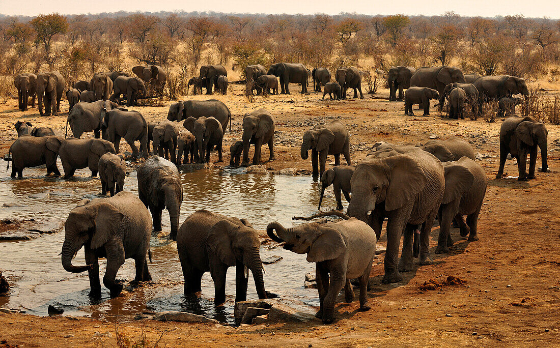 Elefanten am Wasserloch, Halali, Etosha Nationalpark, Namibia, Afrika