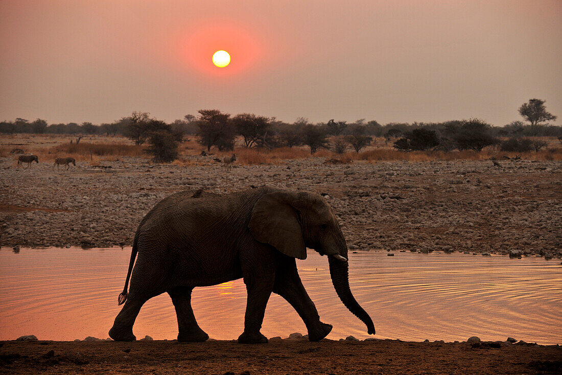 Elefant am Wasserloch bei Sonnenuntergang, Okaukuejo, Etosha Nationalpark, Namibia, Afrika