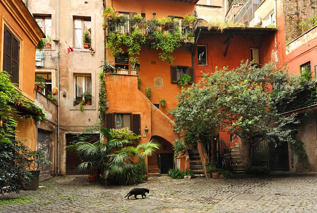 Cat passing back courtyard, Rome, Lazio, Italy