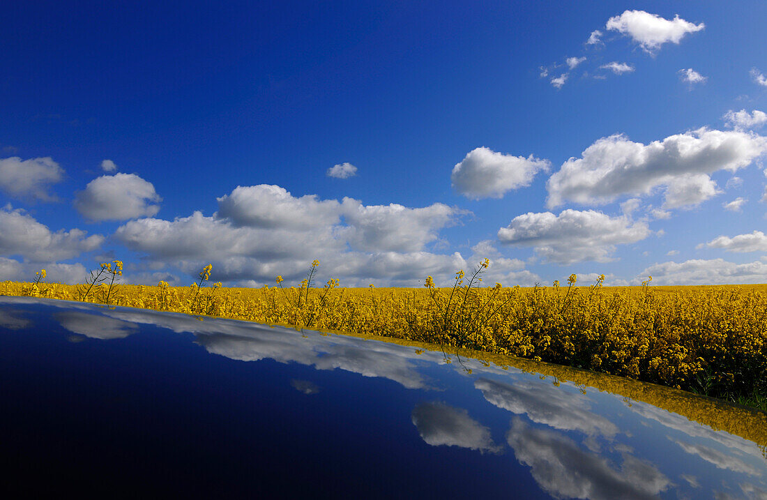 Canola field under white clouds, Usedom, Mecklenburg-Western Pomerania, Germany, Europe