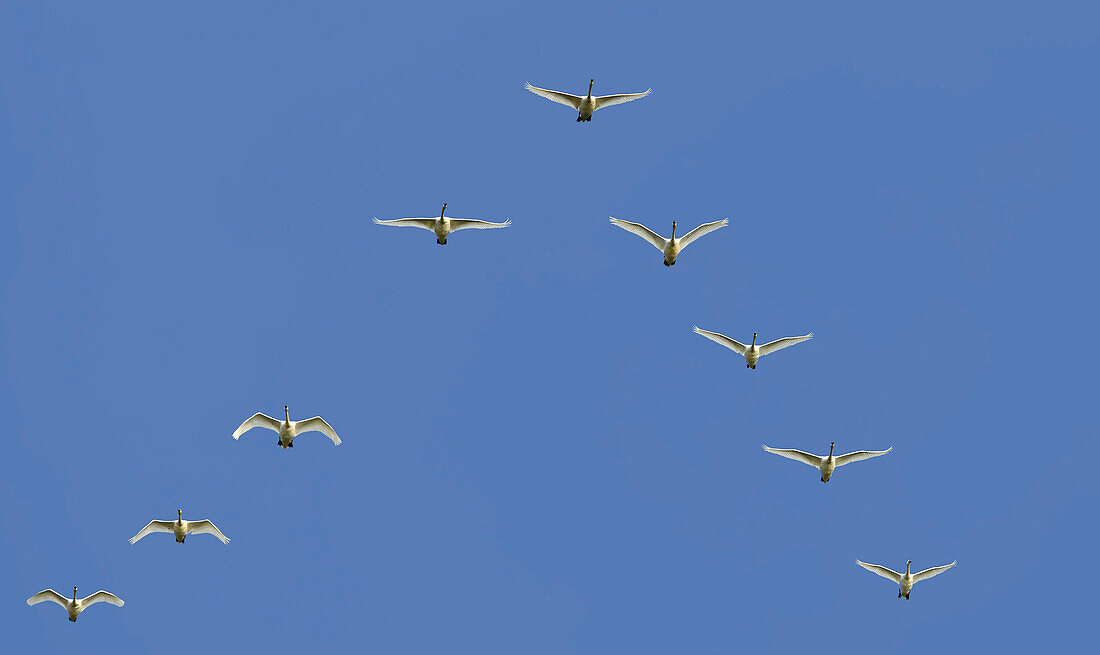 Flying swans, Usedom, Mecklenburg-Western Pomerania, Germany