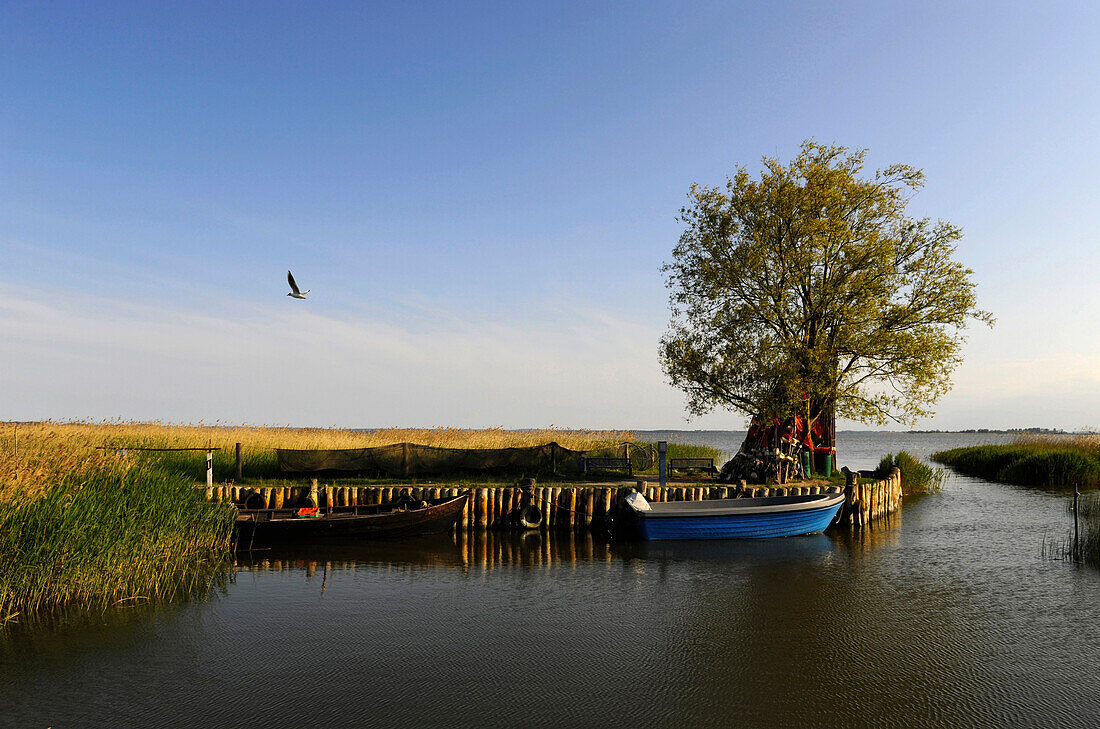 Fischerboote im Hafen, Zempin, Achterwasser, Usedom, Mecklenburg-Vorpommern, Deutschland