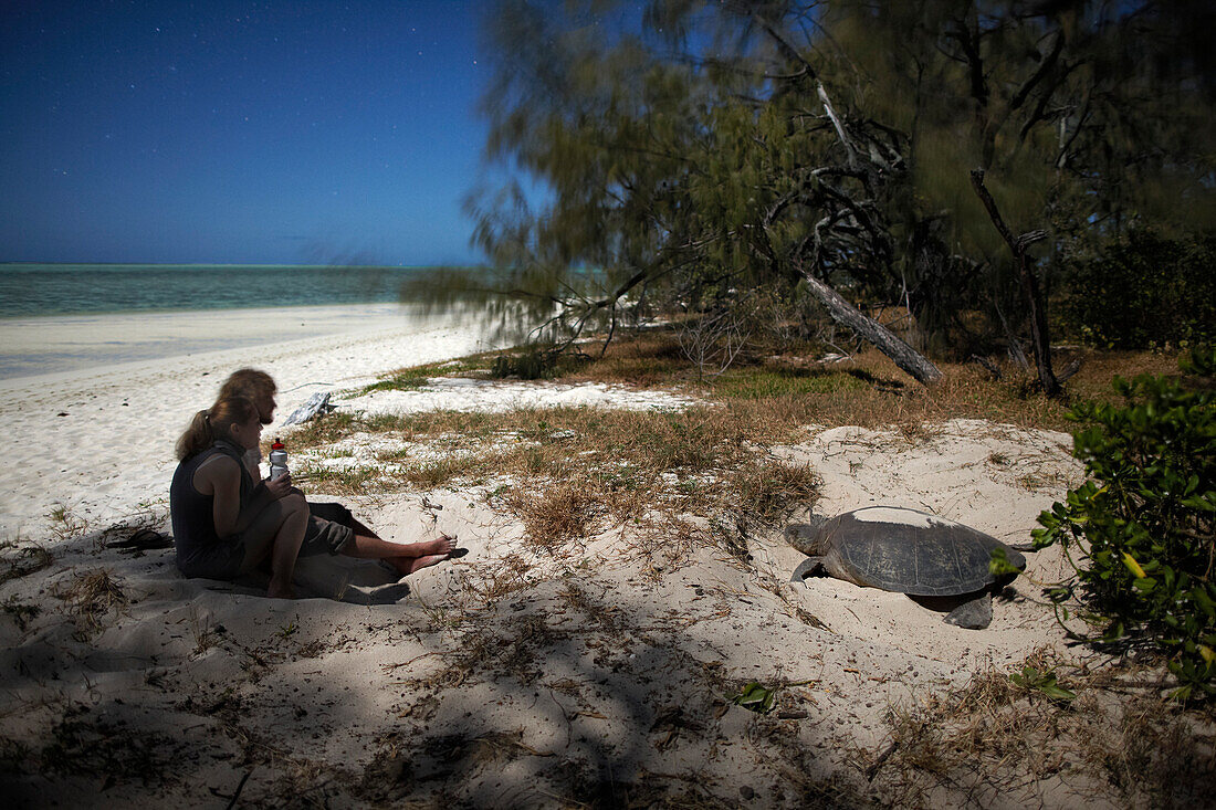 Studenten beobachten nachts grüne Meeresschildkröte bei der Eiablage, Heron Island, Osthälfte ist Teil des Capricornia Cays National Park, Great Barrier Reef Marine Park, UNESCO Weltnaturerbe, Queensland, Australien