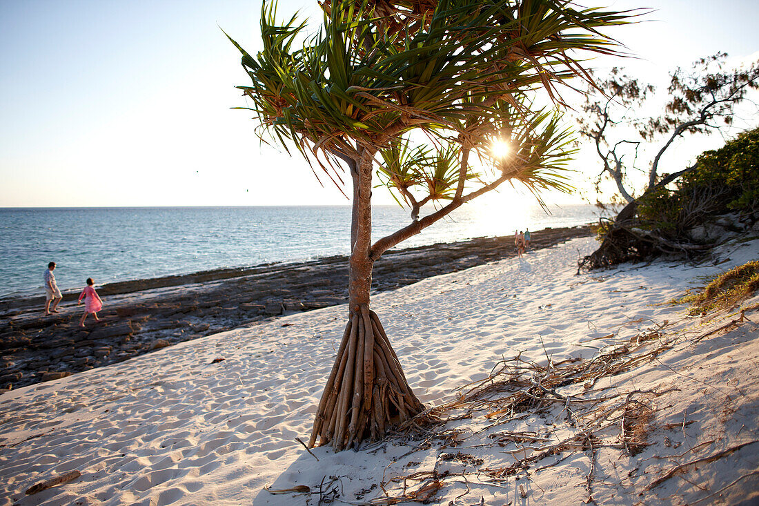 Pandanusbaum, am Beachrock Strand, Heron Island, Osthälfte ist Teil des Capricornia Cays National Park, Great Barrier Reef Marine Park, UNESCO Weltnaturerbe, Queensland, Australien