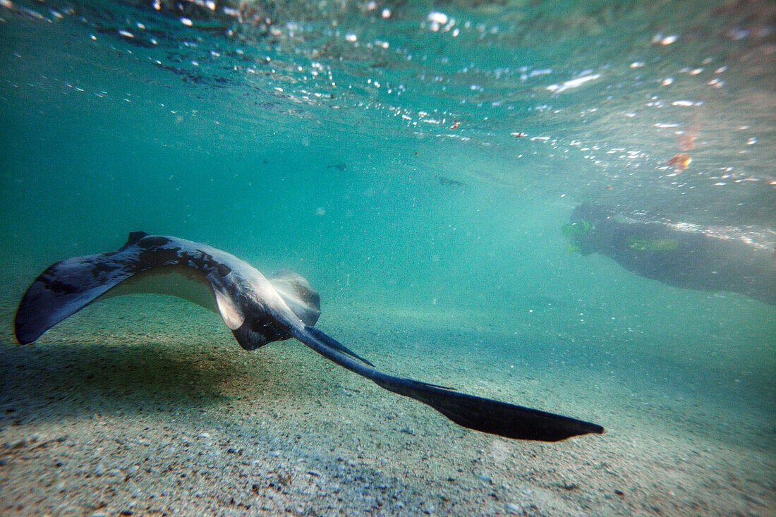 Stingray near Heron Island, eastern part is part of the Capricornia Cays National Park, Great Barrier Reef Marine Park, UNESCO World Heritage Site, Queensland, Australia