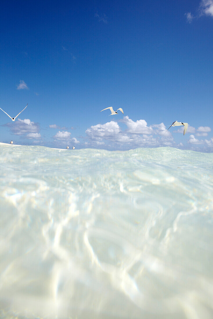 Water and seagulls near Heron Island, eastern part is part of the Capricornia Cays National Park, Great Barrier Reef Marine Park, UNESCO World Heritage Site, Queensland, Australia