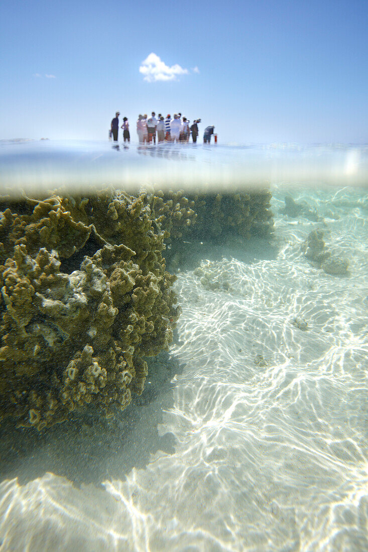 Geführte Tour durch das Riff, Guide des Marine Centers, Heron Island, Osthälfte ist Teil des Capricornia Cays National Park, Great Barrier Reef Marine Park, UNESCO Weltkulturerbe, Queensland, Australien