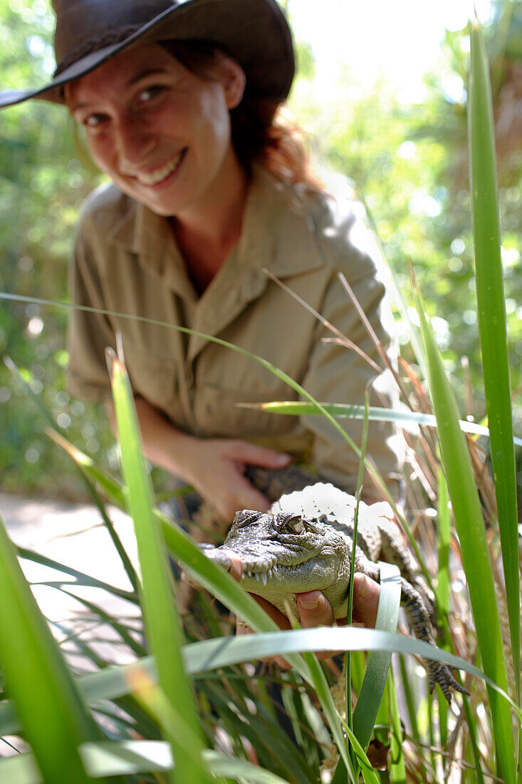 Ranger showing baby crocodile at Bungalow Bay Koala Village, Horseshoe Bay, northcoast of Magnetic island, Great Barrier Reef Marine Park, UNESCO World Heritage Site, Queensland, Australia