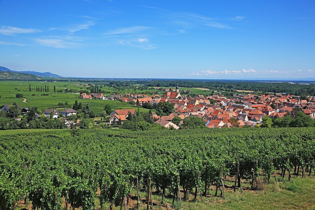 France, Alsace, Ingersheim, Route du Vin d'Alsace