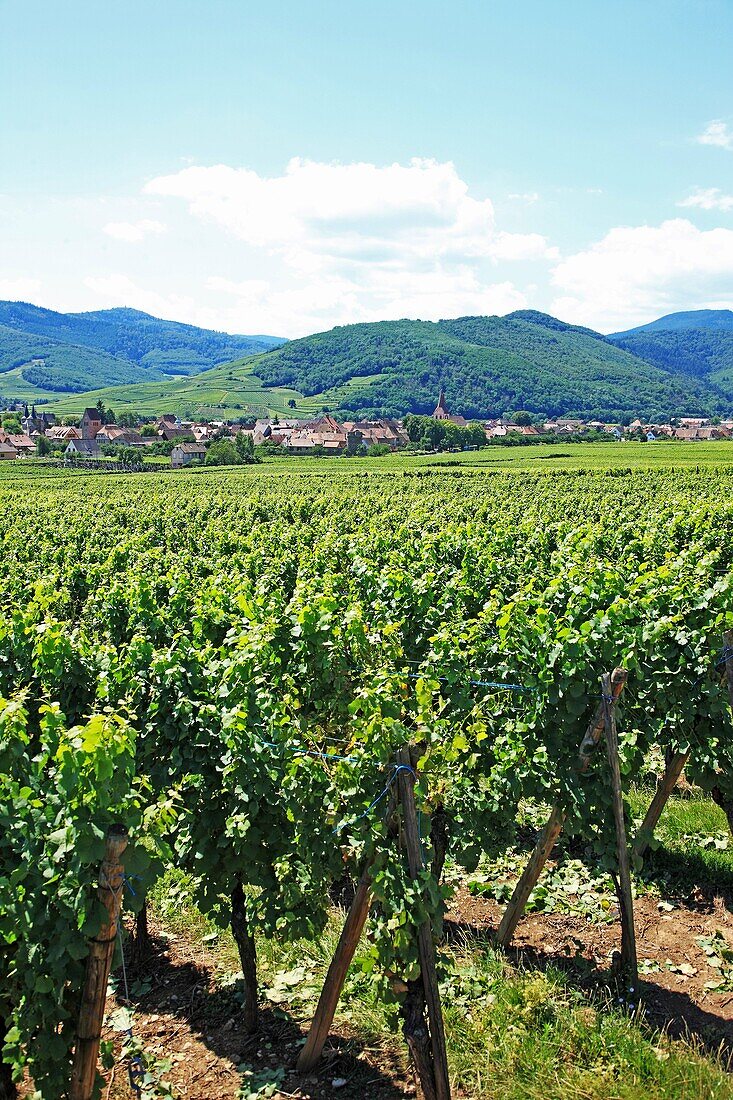 France, Alsace, Kientzheim, Route du Vin d'Alsace
