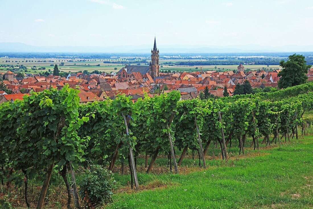France, Alsace, Route du Vin d'Alsace, Bambach La Ville