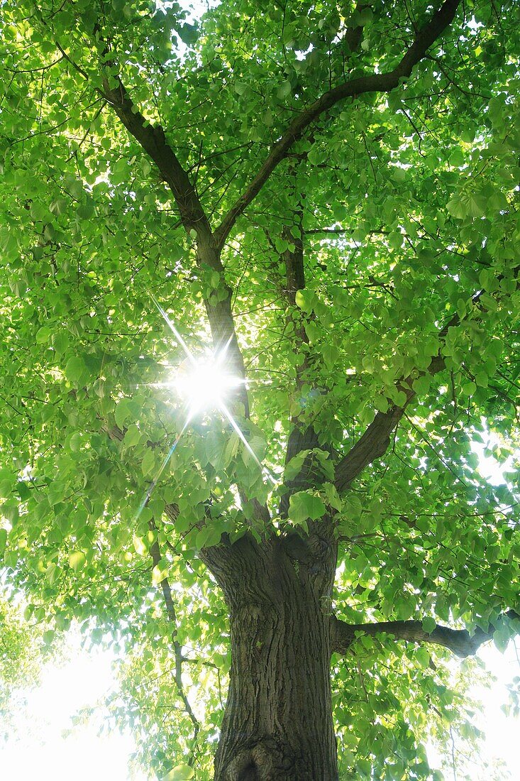 Sunlight coming through lime tree, Switzerland, Canton Baselland, Bottmingen
