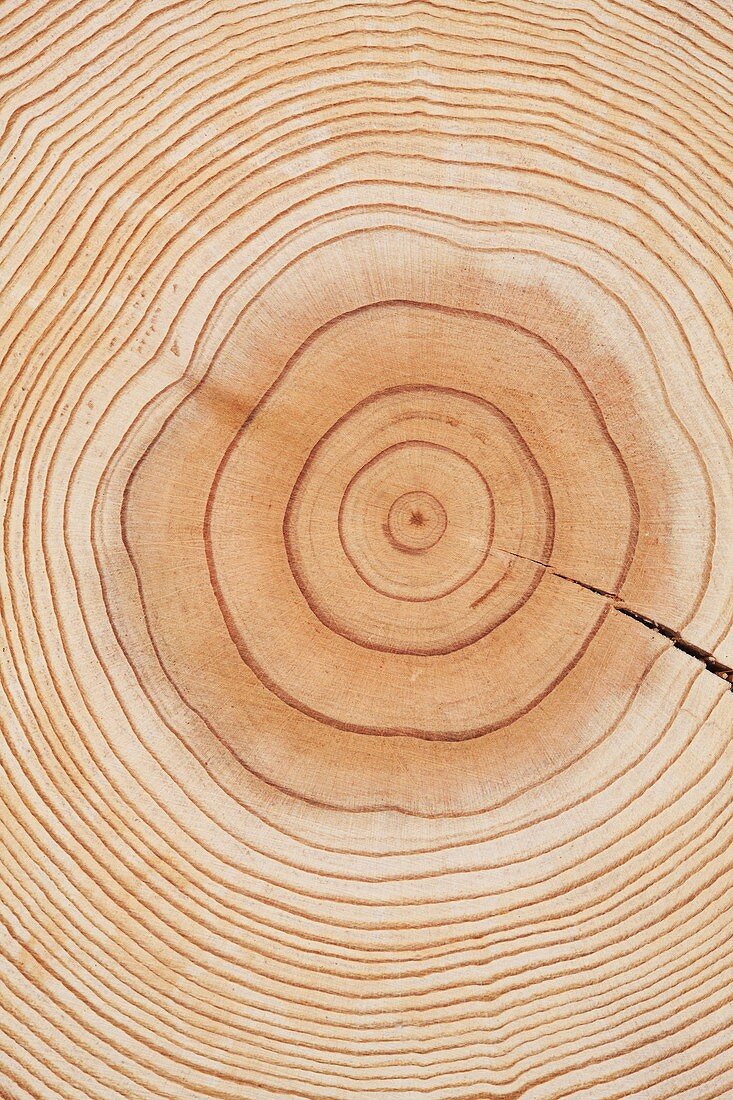 Annual ring of tree trunk