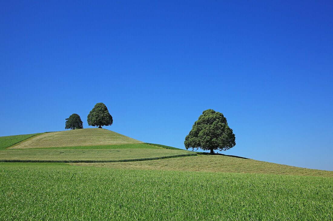 Trees on a hill, Switzerland, Canton Berne, Emmental