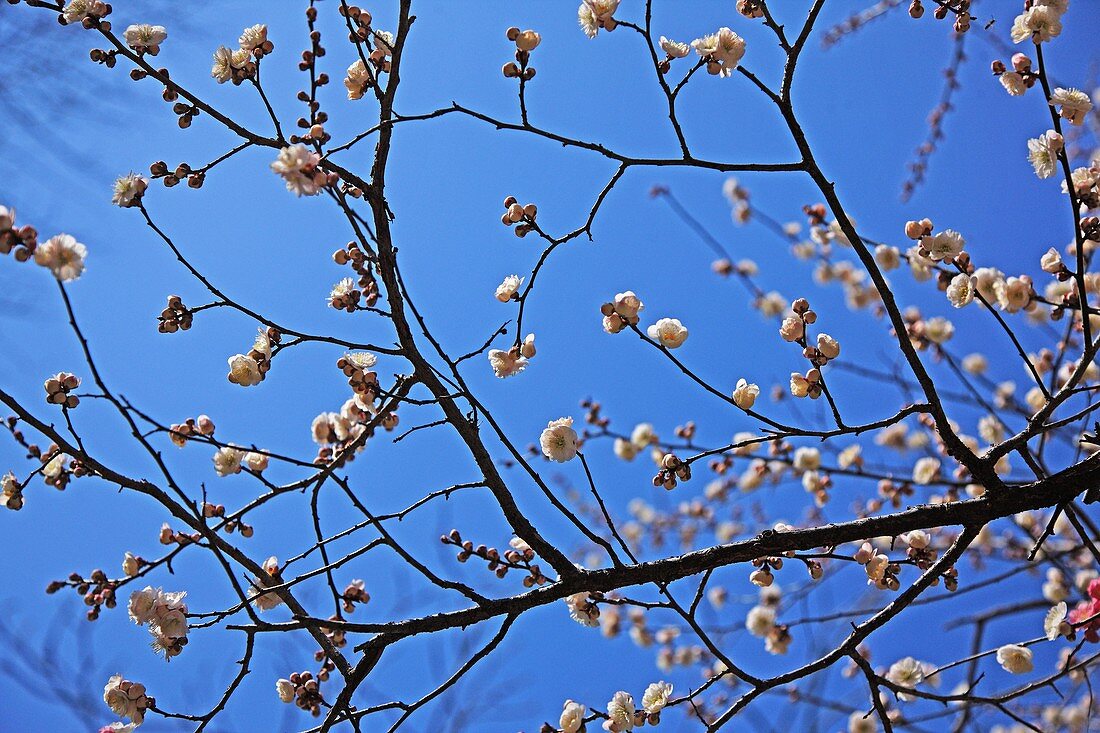 Plum Blossoms, Japan, Fukushima Prefecture, Fukushima