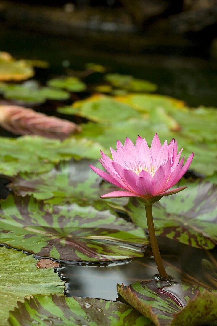 Pink lilies on pond