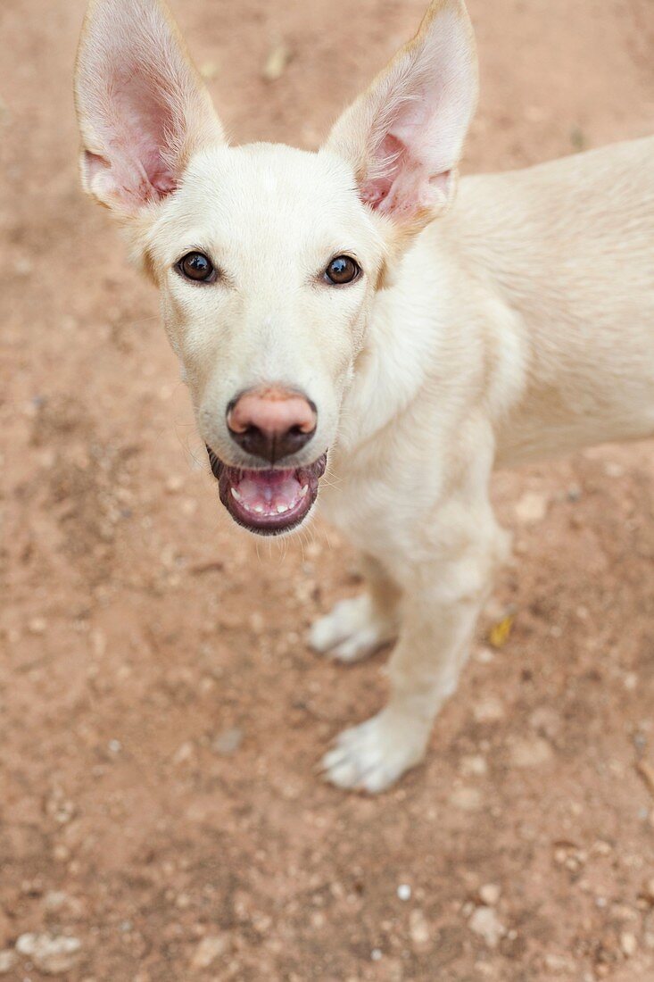 hound labrador dog close-up