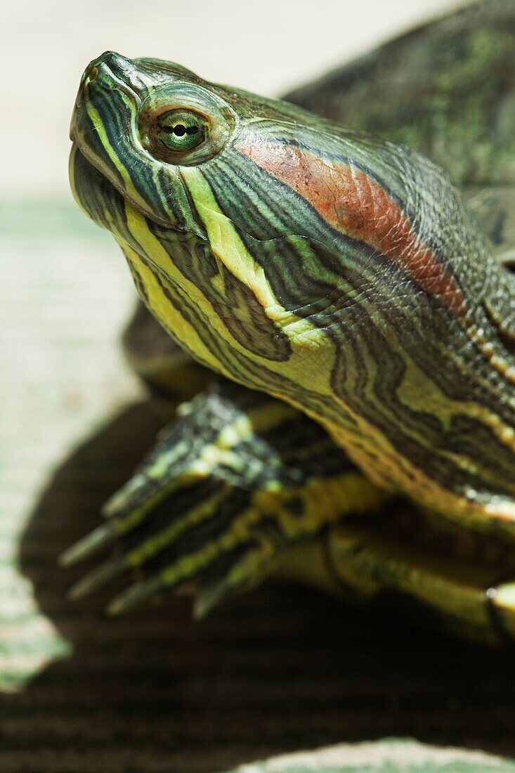 red-eared slider, Trachemys scripta elegans, thirteen years old adult female