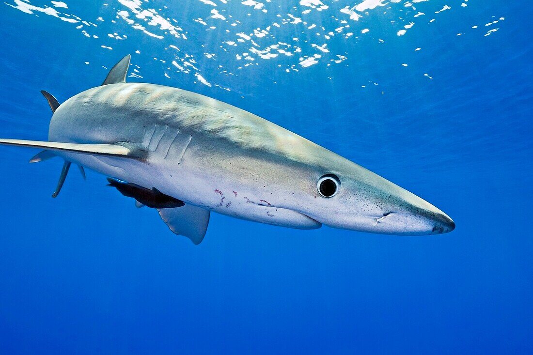 blue shark, Prionace glauca, large female, Big Island, Hawaii, USA, Pacific Ocean