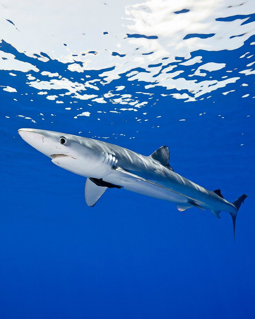 blue shark, Prionace glauca, large female with mating scar on its side, Big Island, Hawaii, USA, Pacific Ocean