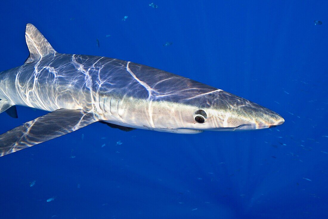 blue shark, Prionace glauca, large female, Big Island, Hawaii, USA, Pacific Ocean