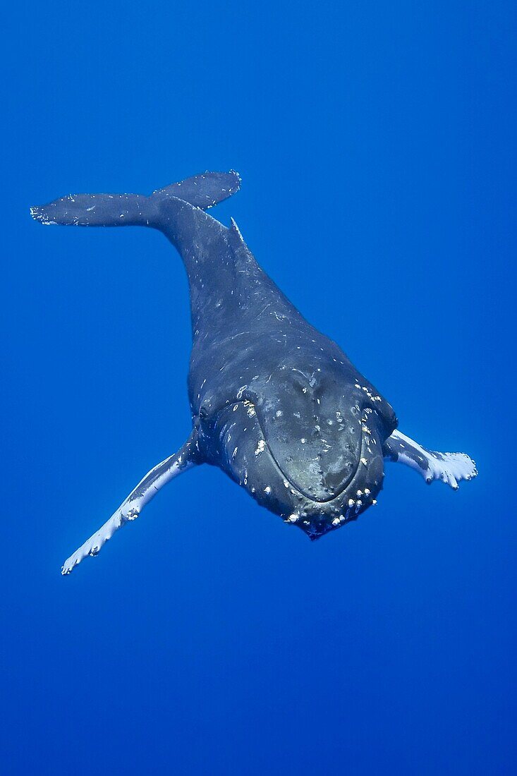 humpback whale, Megaptera novaeangliae, Hawaii, USA, Pacific Ocean