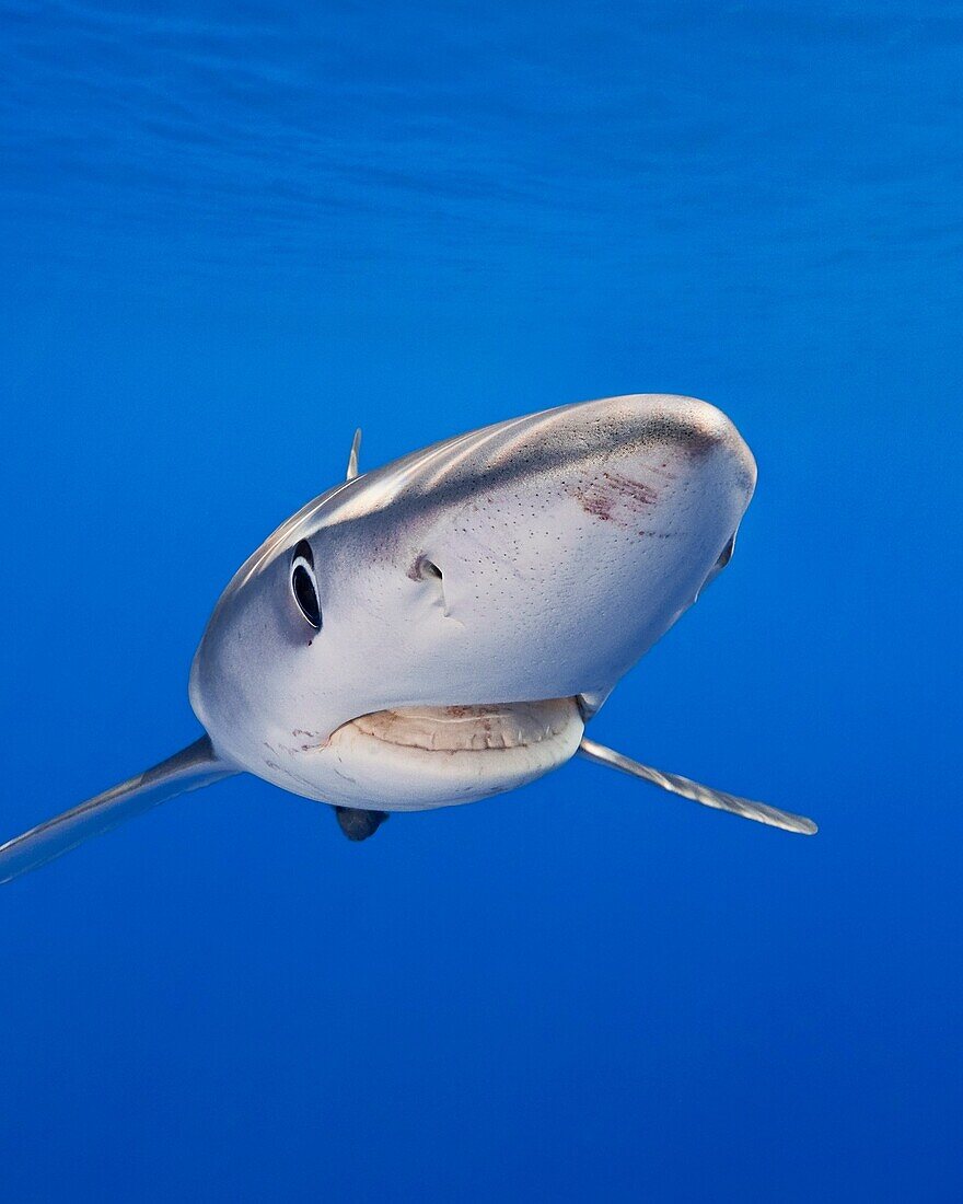 blue shark, Prionace glauca, large female, Big Island, Hawaii, USA, Pacific Ocean