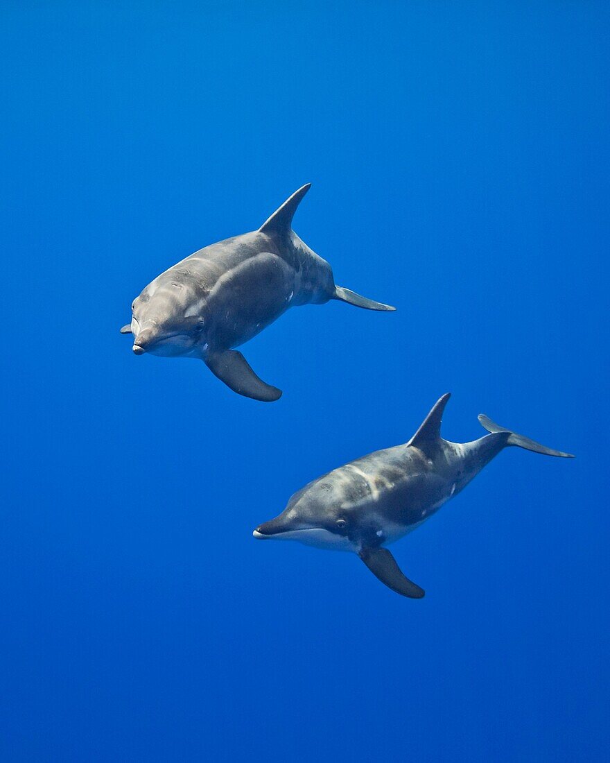 rough-toothed dolphins, Steno bredanensis, analyzing the photographer by using impulse-type click-type sonar for precise echolocation and imaging, mother and calf, Kona Coast, Big Island, Hawaii, USA, Pacific Ocean
