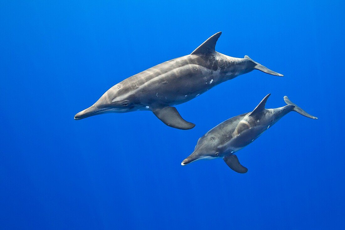 rough-toothed dolphins, Steno bredanensis, mother and calf, Kona Coast, Big Island, Hawaii, USA, Pacific Ocean