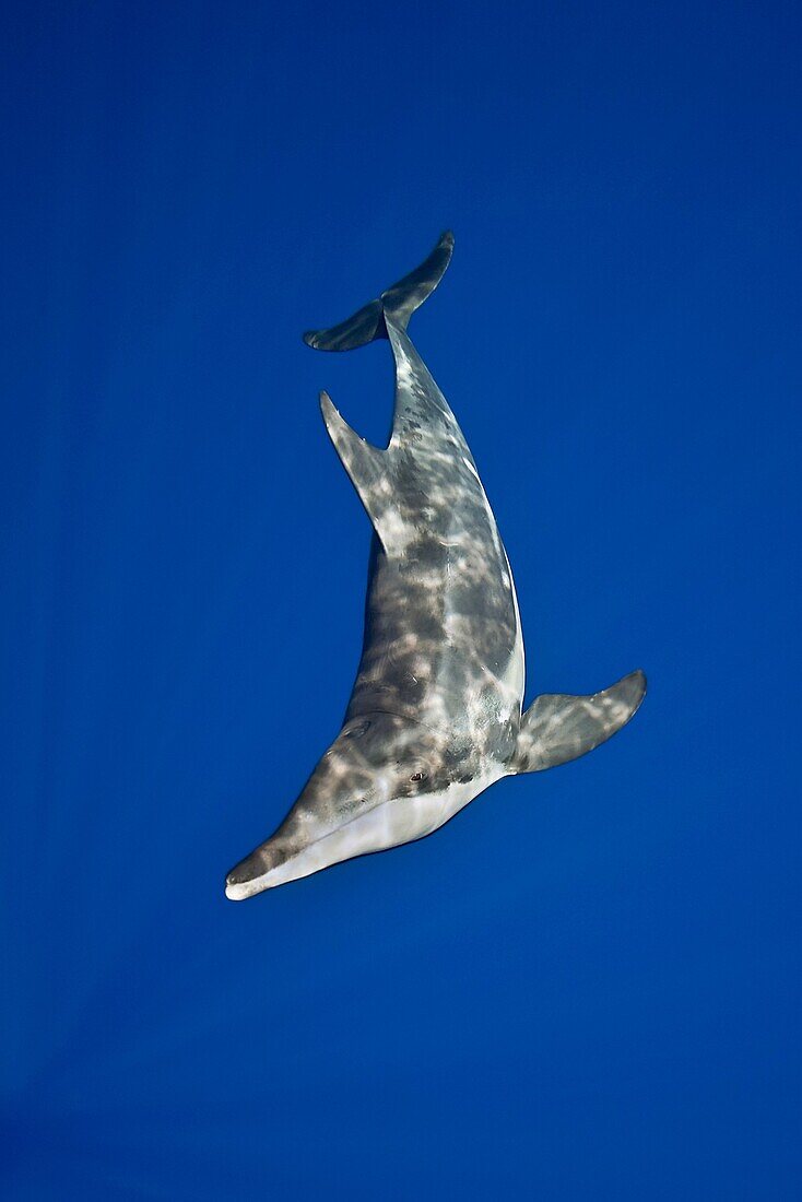 rough-toothed dolphin, Steno bredanensis, analyzing the photographer by using impulse-type click-type sonar for precise echolocation and imaging, Kona Coast, Big Island, Hawaii, USA, Pacific Ocean